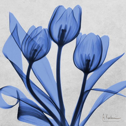 Picture of MIDNIGHT TULIPS 2