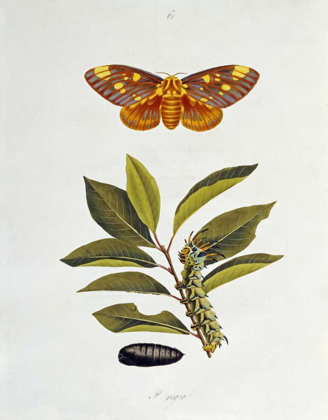 Picture of THE NATURAL HISTORY OF THE RARER LEPIDOPTEROUS INSECTS OF GEORGIA 1794