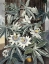 Picture of PASSION FLOWERS