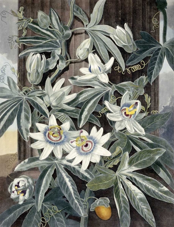 Picture of PASSION FLOWERS