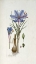 Picture of CROCUS SATIVUS