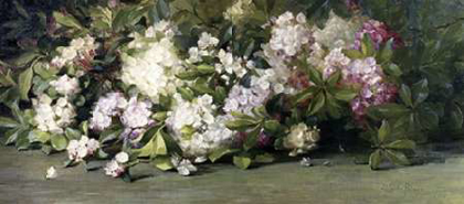 Picture of MOUNTAIN LAUREL