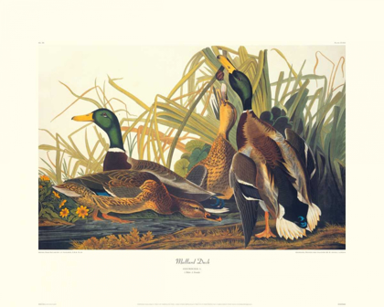 Picture of MALLARD DUCK (DECORATIVE BORDER)