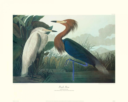 Picture of PURPLE HERON (DECORATIVE BORDER)