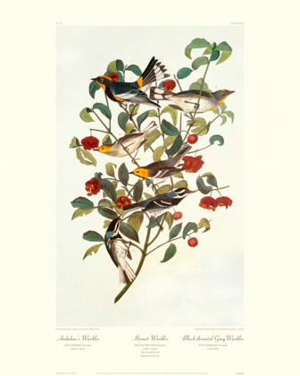 Picture of AUDUBONS WARBLER (DECORATIVE BORDER)