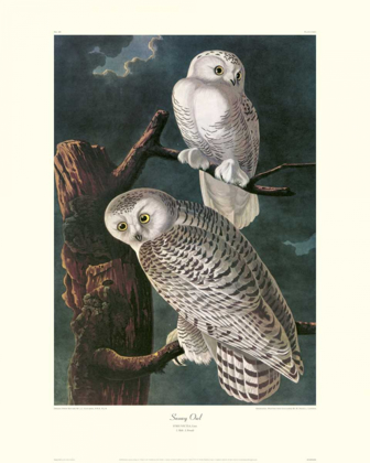 Picture of SNOWY OWL (DECORATIVE BORDER)