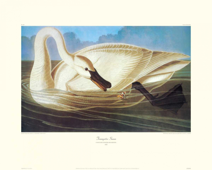 Picture of TRUMPETER SWAN (DECORATIVE BORDER)