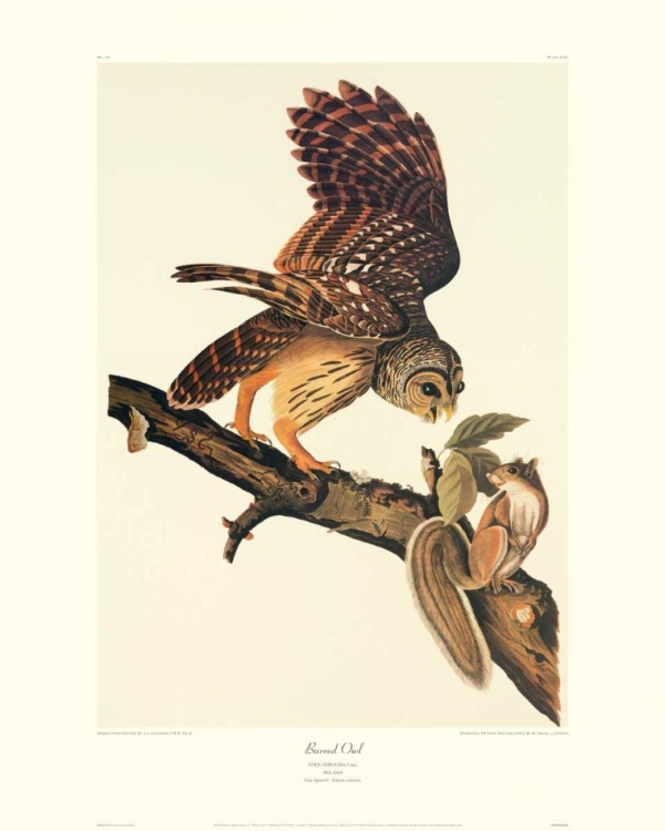 Picture of BARRED OWL (DECORATIVE BORDER)