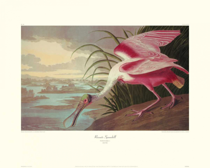 Picture of ROSEATE SPOONBILL (DECORATIVE BORDER)