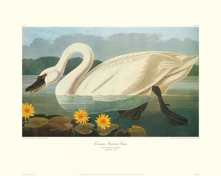 Picture of COMMON AMERICAN SWAN (DECORATIVE BORDER)