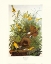 Picture of MEADOW LARK (DECORATIVE BORDER)