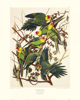 Picture of CAROLINA PARROT (DECORATIVE BORDER)