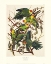 Picture of CAROLINA PARROT (DECORATIVE BORDER)