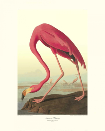 Picture of AMERICAN FLAMINGO (DECORATIVE BORDER)