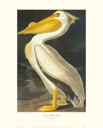 Picture of AMERICAN WHITE PELICAN (DECORATIVE BORDER)