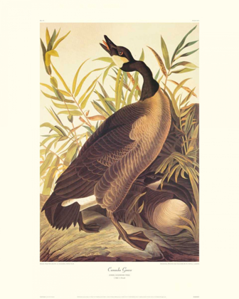 Picture of CANADA GOOSE (DECORATIVE BORDER)