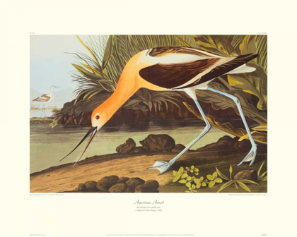 Picture of AMERICAN AVOCET (DECORATIVE BORDER)