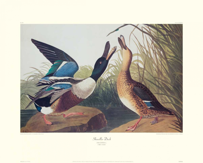 Picture of SHOVELLER DUCK (DECORATIVE BORDER)