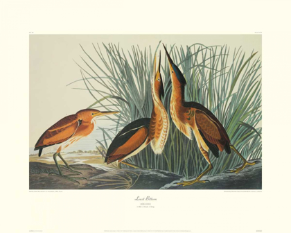 Picture of LEAST BITTERN (DECORATIVE BORDER)