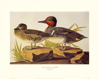 Picture of AMERICAN GREEN-WINGED TEAL (DECORATIVE BORDER)