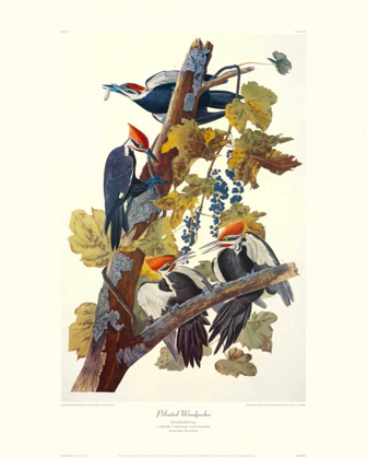Picture of PILEATED WOODPECKER (DECORATIVE BORDER)