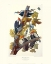 Picture of PILEATED WOODPECKER (DECORATIVE BORDER)
