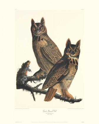Picture of GREAT HORNED OWL (DECORATIVE BORDER)