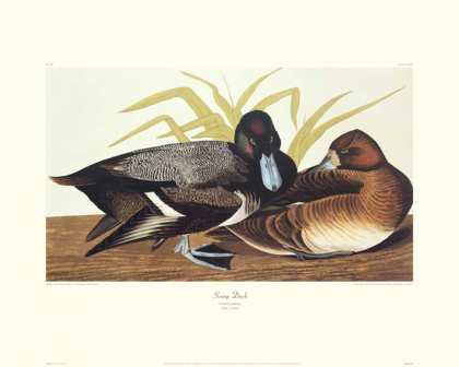 Picture of SCAUP DUCK (DECORATIVE BORDER)