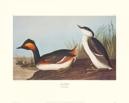 Picture of EARED GREBE (DECORATIVE BORDER)