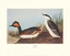 Picture of EARED GREBE (DECORATIVE BORDER)