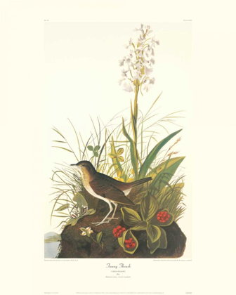 Picture of TAWNY THRUSH (DECORATIVE BORDER)