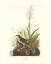 Picture of TAWNY THRUSH (DECORATIVE BORDER)
