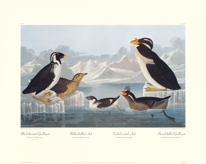 Picture of BLACK-THROATED GUILLEMOT AND NOBBED-BILLED AUK (DECORATIVE BORDER)