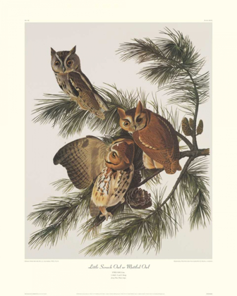 Picture of LITTLE SCREECH OWL OR MOTTLED OWL (DECORATIVE BORDER)