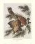 Picture of LITTLE SCREECH OWL OR MOTTLED OWL (DECORATIVE BORDER)