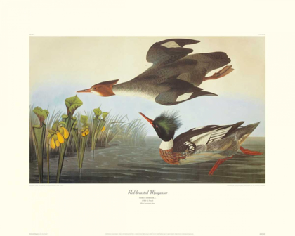 Picture of RED-BREASTED MERGANSER (DECORATIVE BORDER)