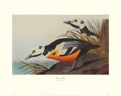 Picture of WESTERN DUCK (DECORATIVE BORDER)