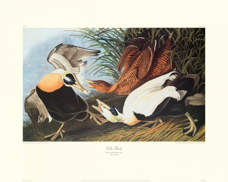 Picture of EIDER DUCK (DECORATIVE BORDER)