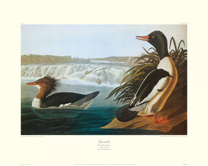 Picture of GOOSANDER (DECORATIVE BORDER)