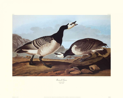 Picture of BARNACLE GOOSE (DECORATIVE BORDER)
