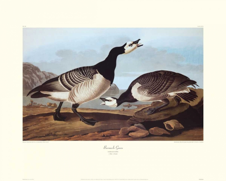 Picture of BARNACLE GOOSE (DECORATIVE BORDER)