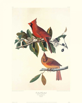 Picture of CARDINAL GROSBEAK (DECORATIVE BORDER)