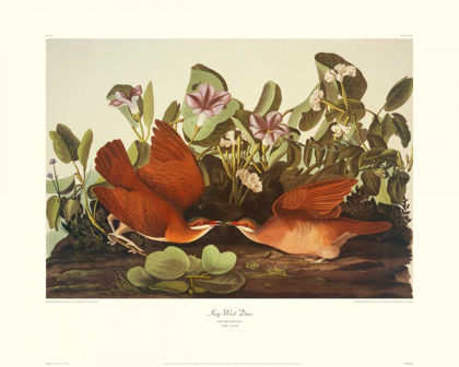 Picture of KEY-WEST DOVE (DECORATIVE BORDER)