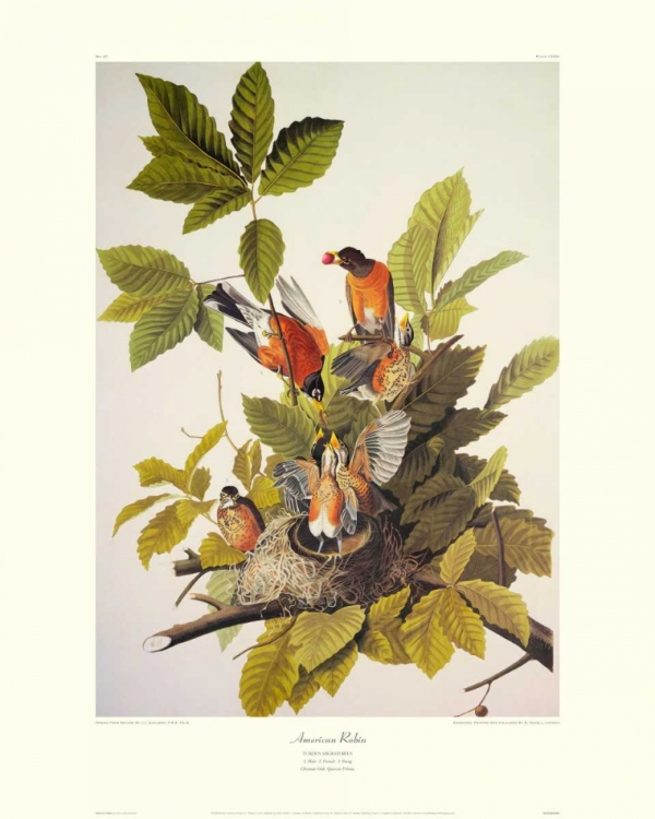 Picture of AMERICAN ROBIN (DECORATIVE BORDER)