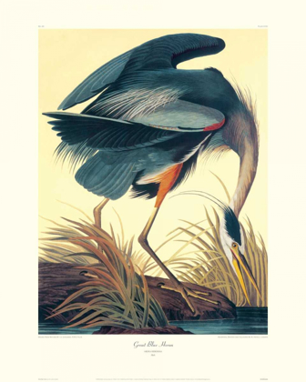 Picture of GREAT BLUE HERON (DECORATIVE BORDER)