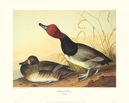 Picture of RED-HEADED DUCK (DECORATIVE BORDER)
