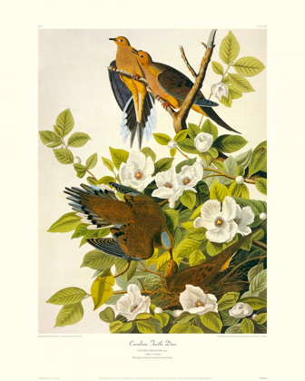 Picture of CAROLINA PIGEON OR TURTLE DOVE (DECORATIVE BORDER)