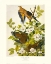 Picture of CAROLINA PIGEON OR TURTLE DOVE (DECORATIVE BORDER)
