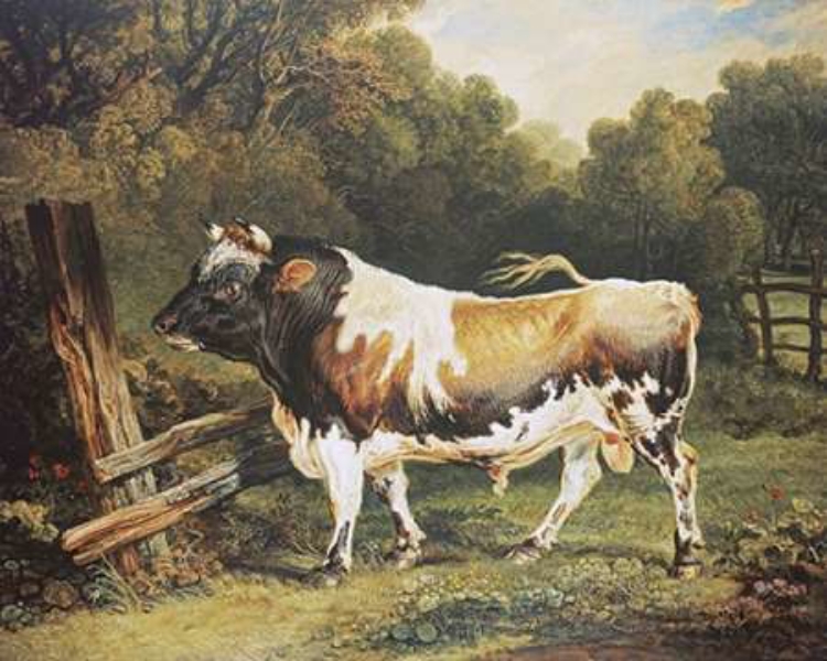 Picture of A BULL OF THE ALDERNEY BREED