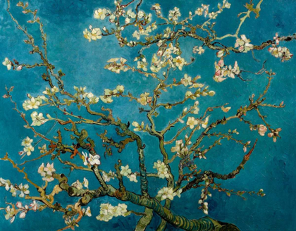 Picture of BLOSSOMING ALMOND TREE